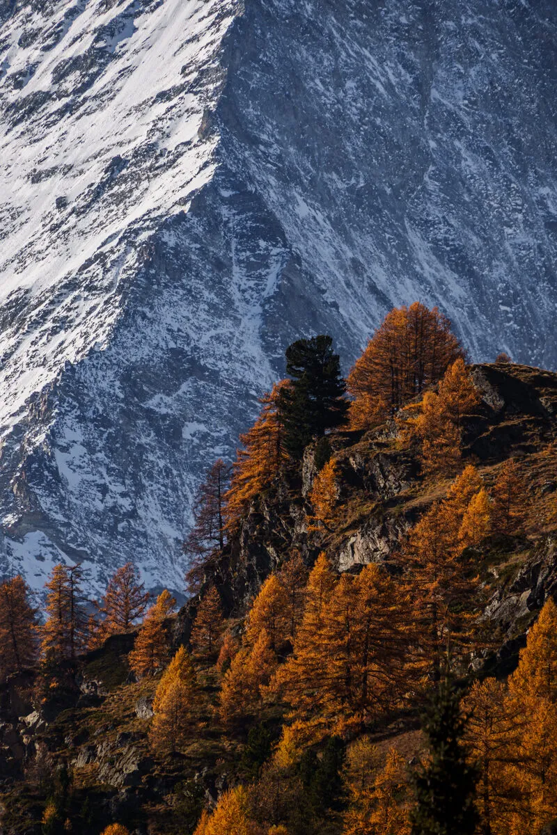 Golden larches against snow-veined rock